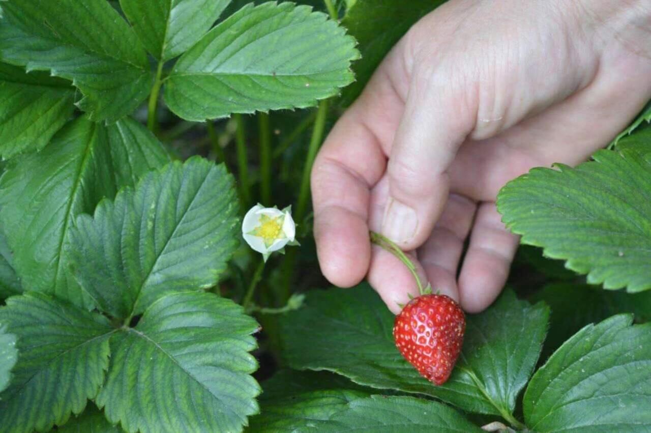 플라타리아 Sunny Garden 아파트 외부 사진